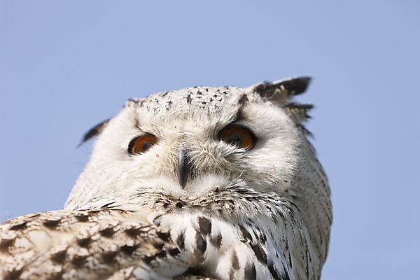 Eagle-Owl Head