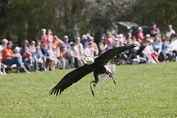 Bald Eagle