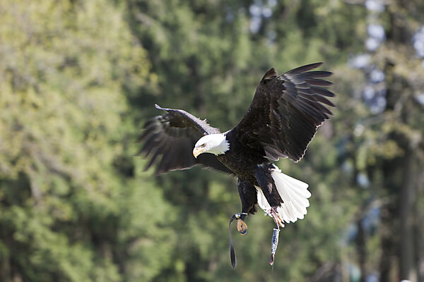 Bald Eagle