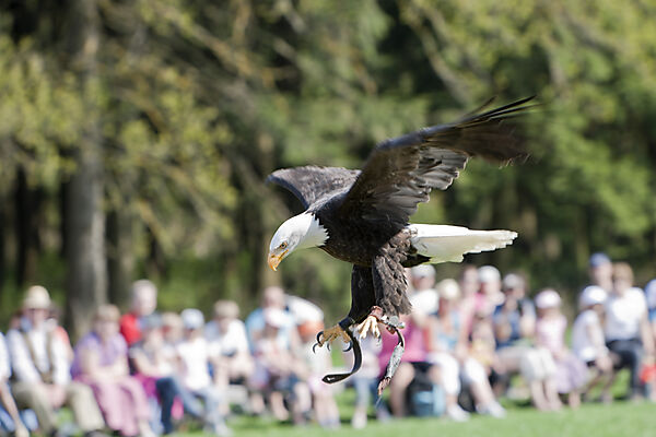 Bald Eagle