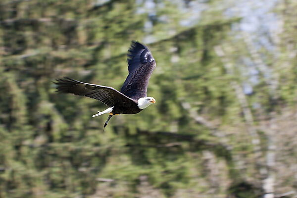 Bald Eagle in Flight