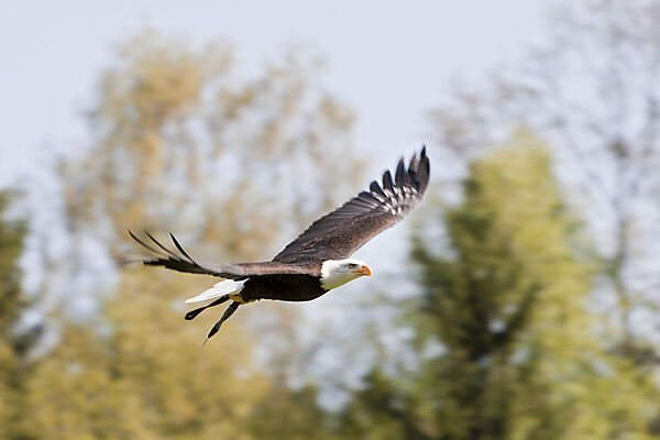 Bald Eagle in Flight
