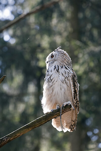 Eagle-Owl