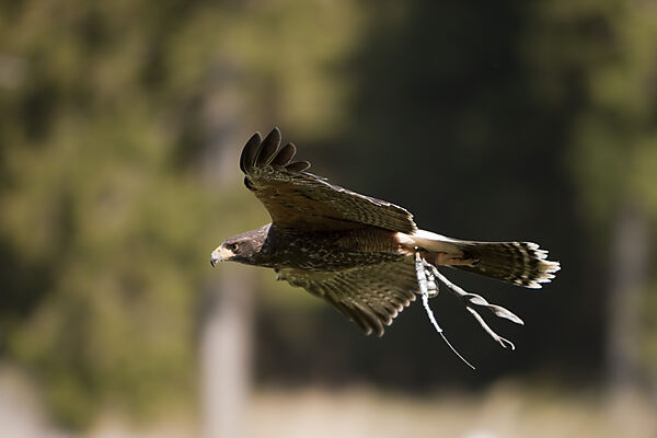 Golden Eagle in Flight
