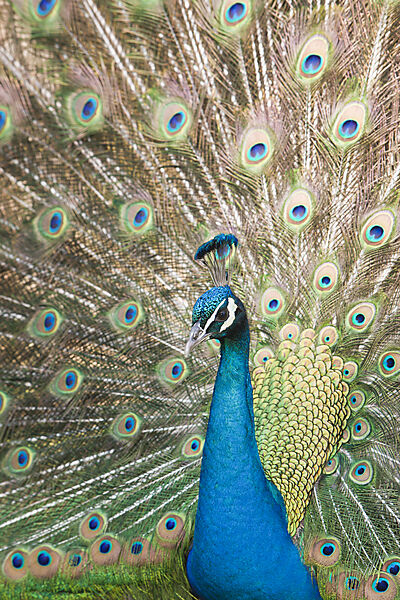 Blue Peafowl