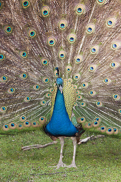 Blue Peafowl
