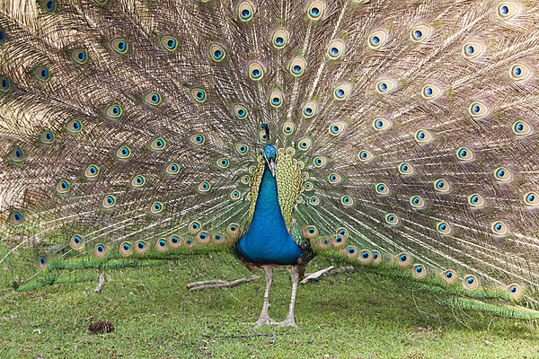 Blue Peafowl