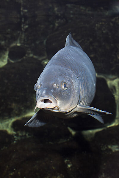 Carp