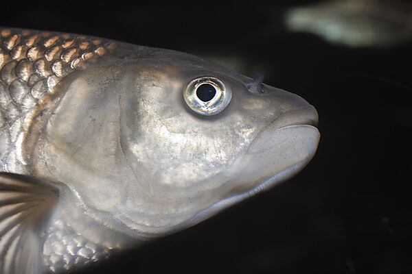 European Chub