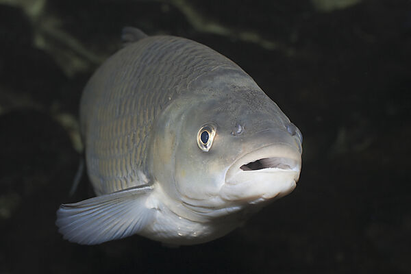 European Chub