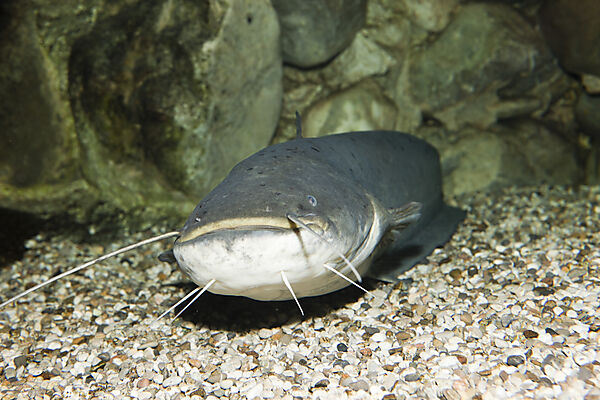 Wels Catfish