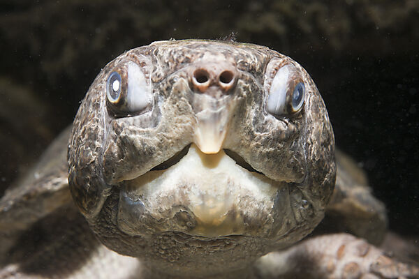 Big-headed Turtle