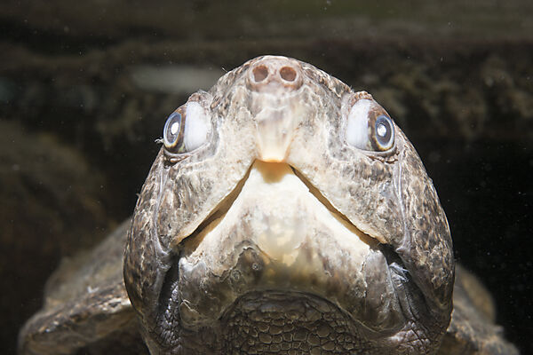 Big-headed Turtle