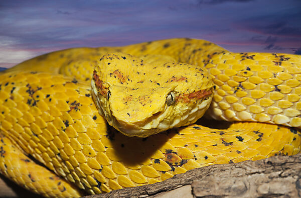 Schlegels Pit Viper