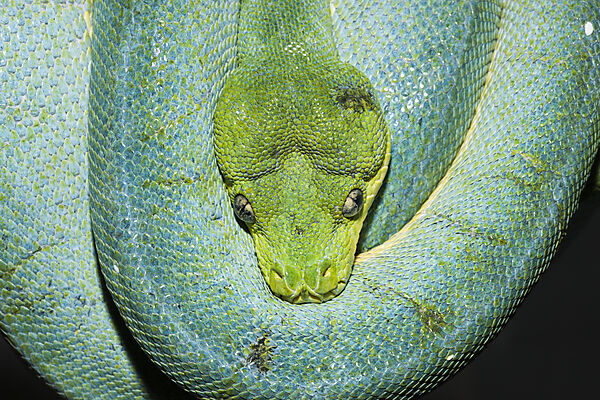 Green Tree Python