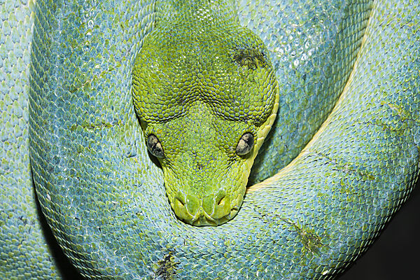 Green Tree Python
