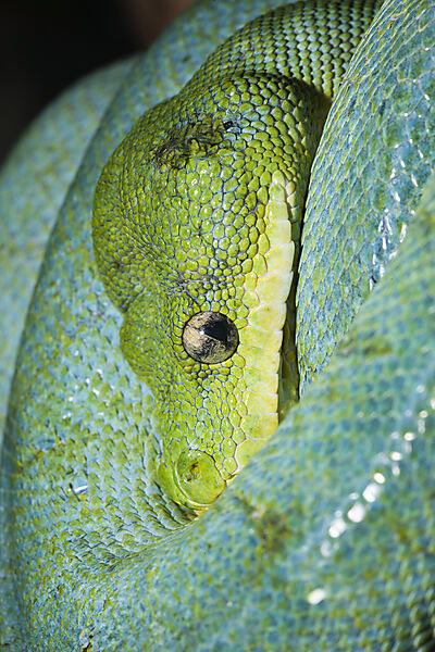 Green Tree Python