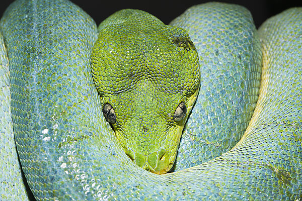 Green Tree Python
