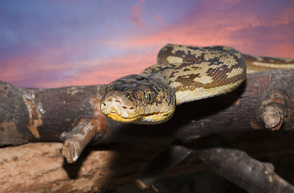 Timor Python