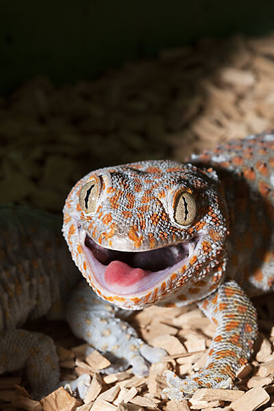 Tokay Gecko