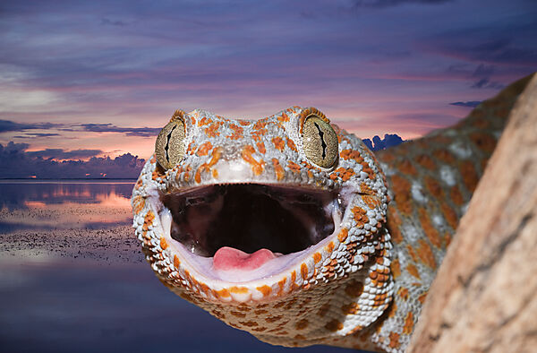 Tokay Gecko