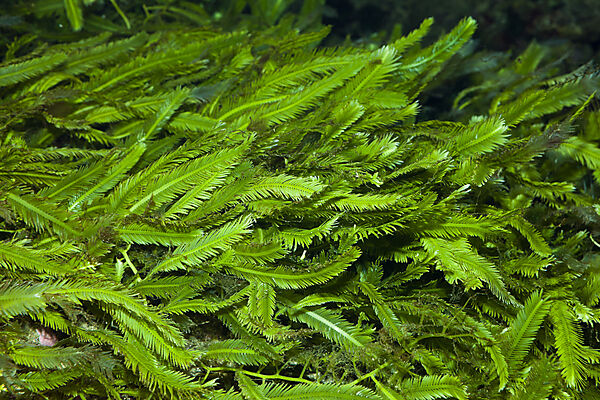 Killeralge Caulerpa