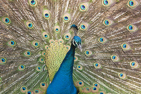 Blue Peafowl