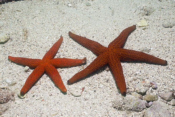 Red Starfish