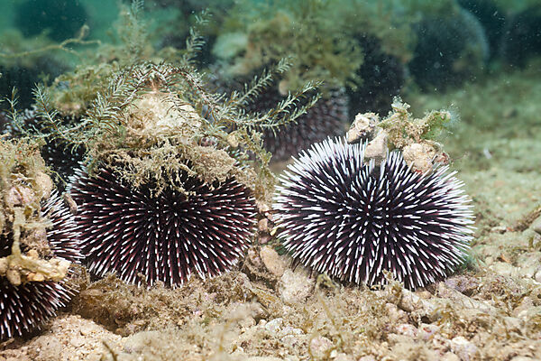 Violet Sea Urchin