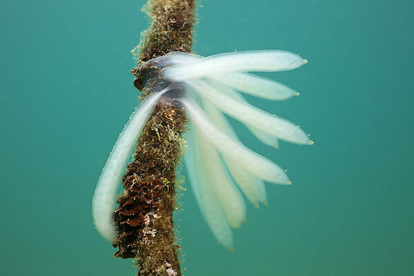 Eggmass of Squid attached on Rope