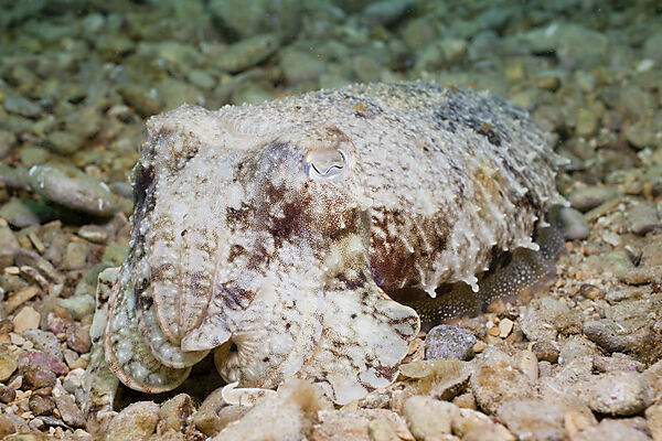 Common Cuttlefish