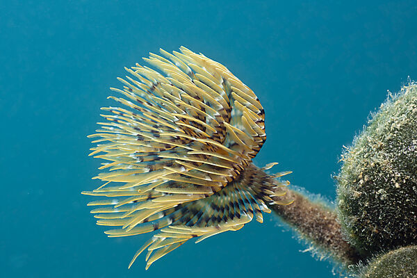 Small Spiral Tube Worm