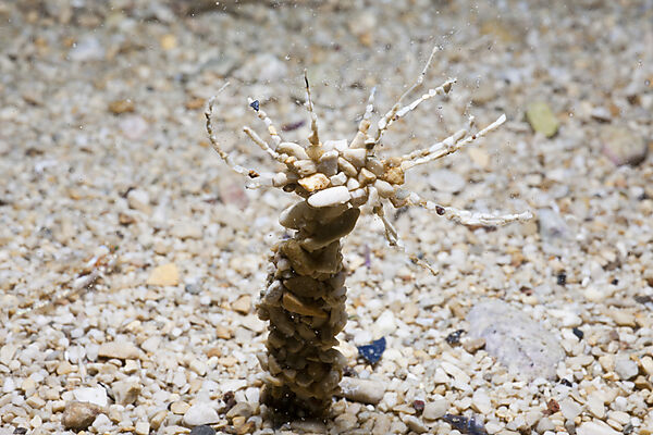 Stone Tube Worm