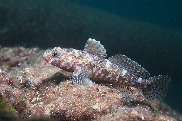 Red Lip Goby