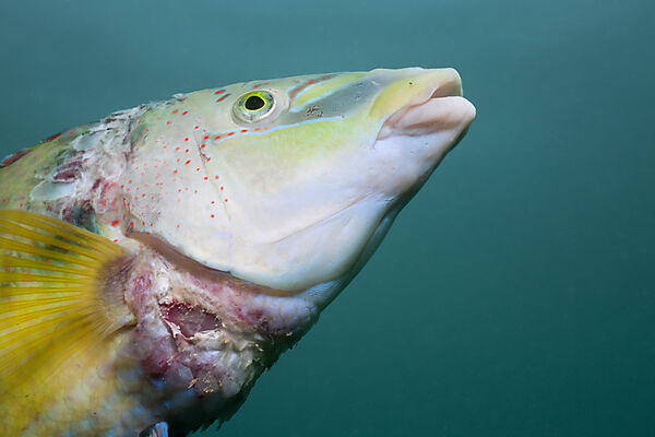 Peacock Wrasse