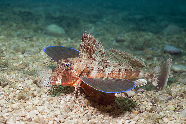 Streaked Gurnard
