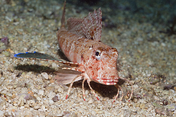 Streaked Gurnard