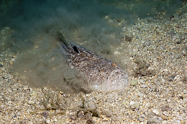 Star Gazer hiding in Sand