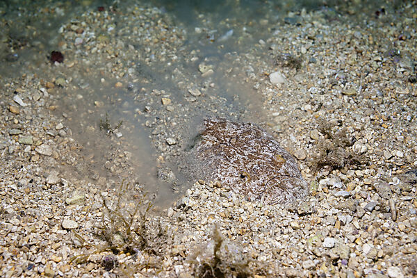 Star Gazer hiding in Sand