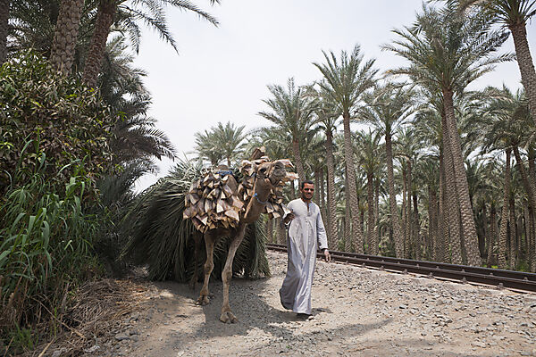 Fellah carry Palm Leafs with Camel