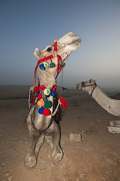 Dromedar, Arabisches Kamel