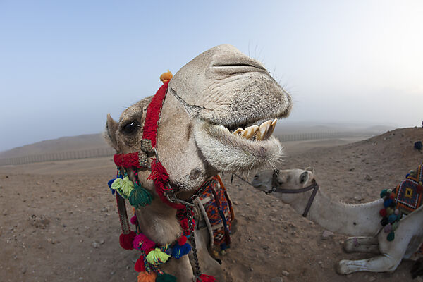 Dromedar, Arabisches Kamel