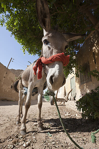 Donkey at Bawiti