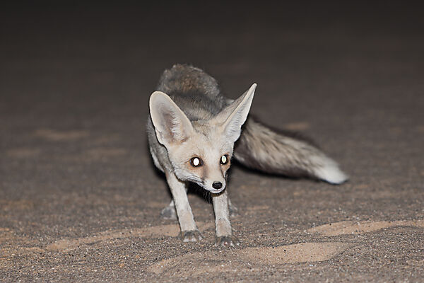 Desert Fox at Night