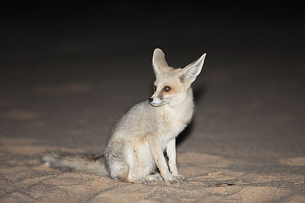 Desert Fox at Night