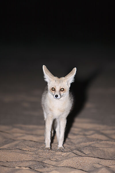 Desert Fox at Night