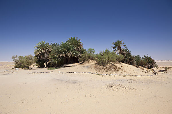 Oasis Ain Khadra near White Desert National Park