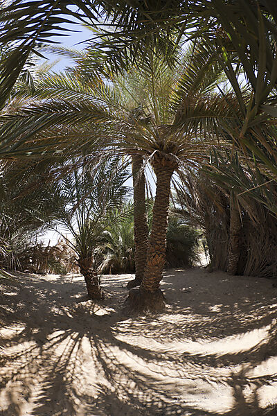 Oasis Ain Khadra near White Desert National Park