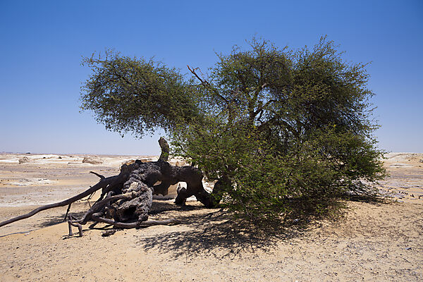 Old Acacia Tree Al Salta in Oasis Ain Khadra near White Desert National Park