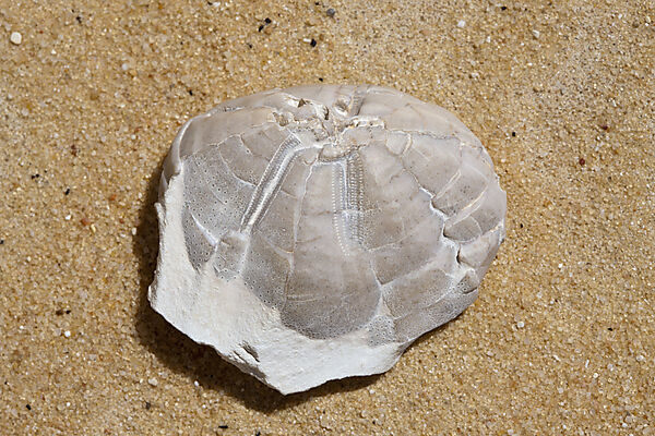 Fossil Sea Urchin in White Desert National Park